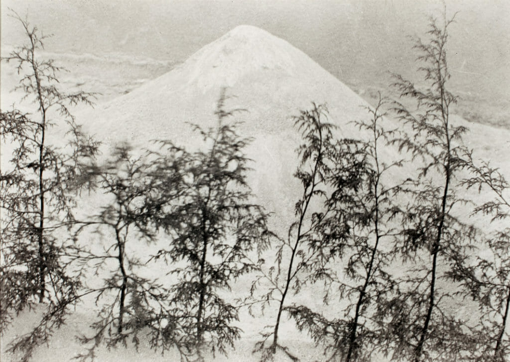 Arena y pinitos / Sand and Pines. Artist: Manuel Álvarez Bravo. Date: 1920s, printed 1977. Medium: plata sobre gelatina / gelatin silver print.