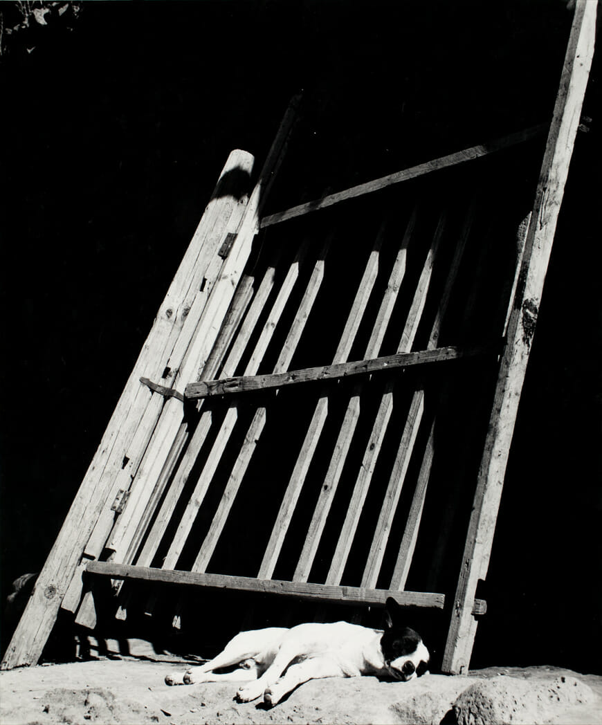 Los perros durmiendo ladran / Sleeping Dogs Bark. Artist: Manuel Álvarez Bravo. Date: 1966, printed 1977. Medium: plata sobre gelatina / gelatin silver print.