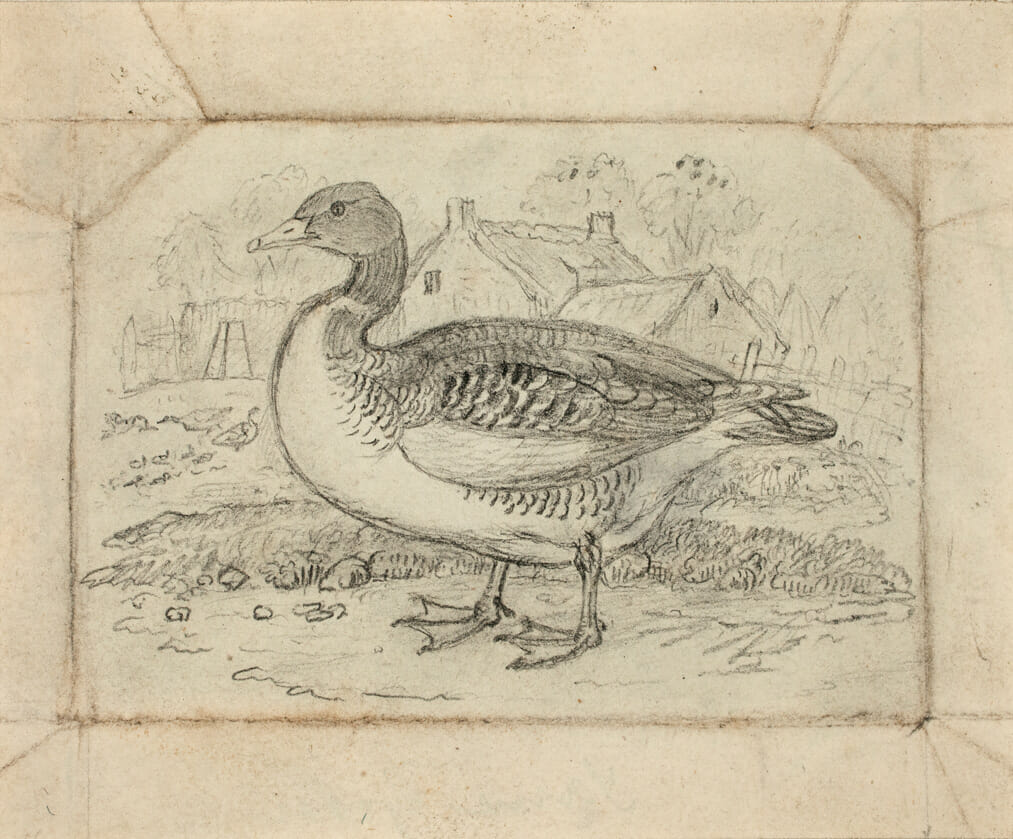 Goose. Artist: Artist Unknown. Medium: pencil.
