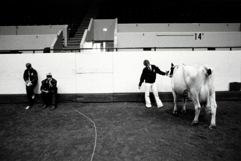 4H Cattle Judging, Minnesota State Fair, St. Paul, Minnesota. Artist: Thomas Frederick Arndt. Date: 1985. Medium: gelatin silver print.