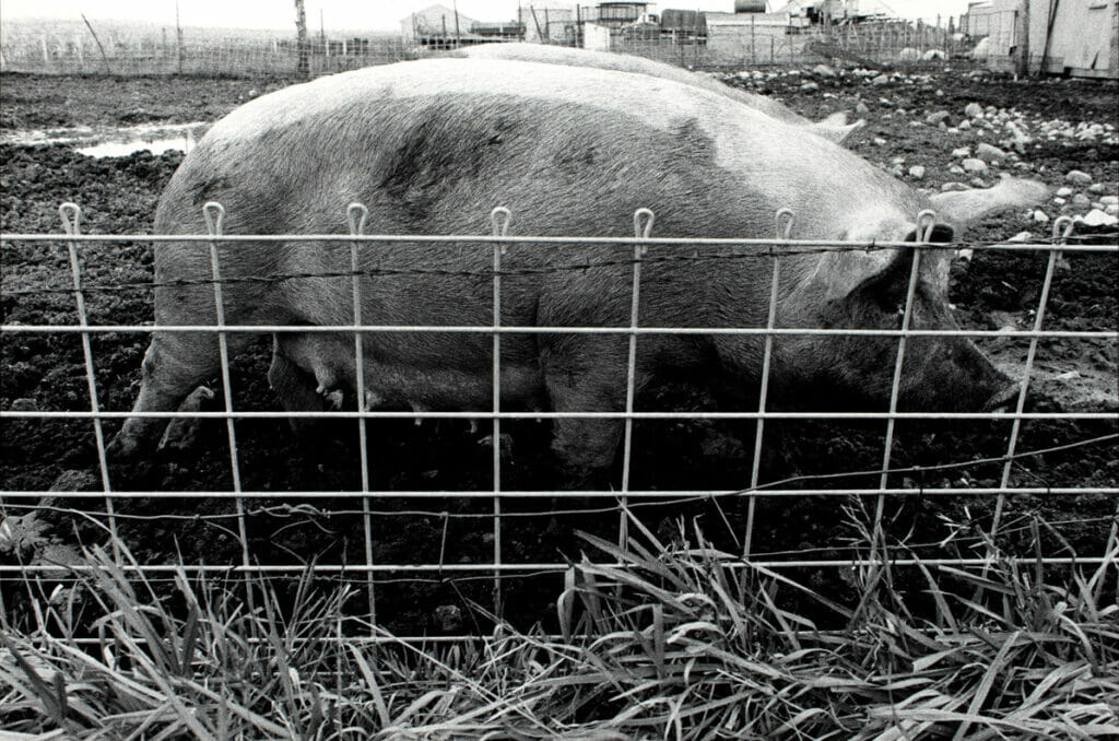 Pig, Eddie Siedl Farm. Artist: Thomas Frederick Arndt. Date: 1985. Medium: gelatin silver print.