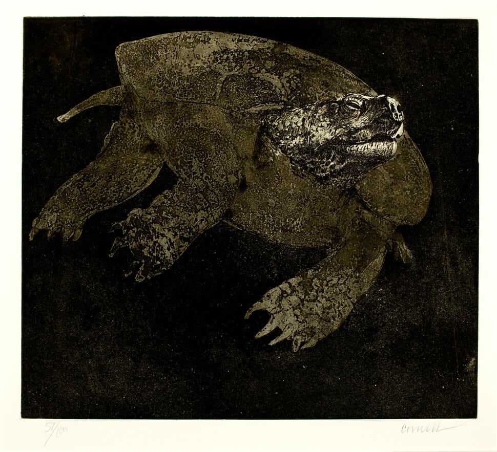 Snapping Turtle. Artist: Thomas Cornell. Date: 1969. Medium: etching and aquatint.