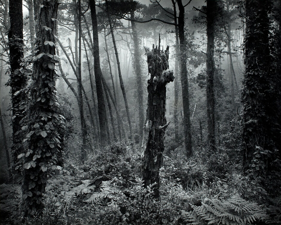 Del Monte Forest. Artist: Wynn Bullock. Date: 1969. Medium: gelatin silver print.