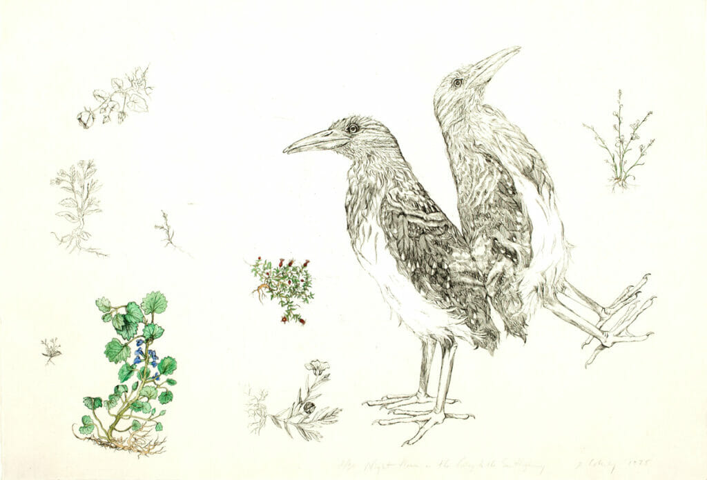 Night Heron on the Going to the Sun Highway. Artist: Elizabeth Coberly. Date: 1975. Medium: etching.