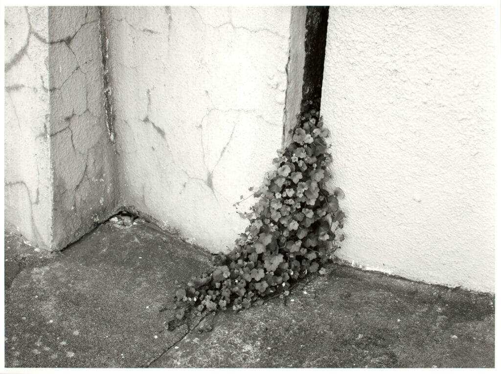 Down the Street from Fogarty’s, San Francisco, California. Artist: Gregory Conniff. Date: 1978. Medium: gelatin silver print.