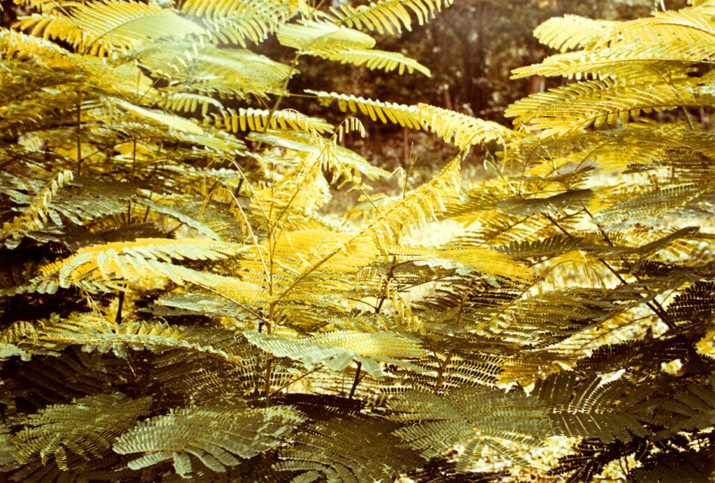 Jamaica Botanical Series. Artist: William Eggleston. Date: 1979. Medium: photograph.