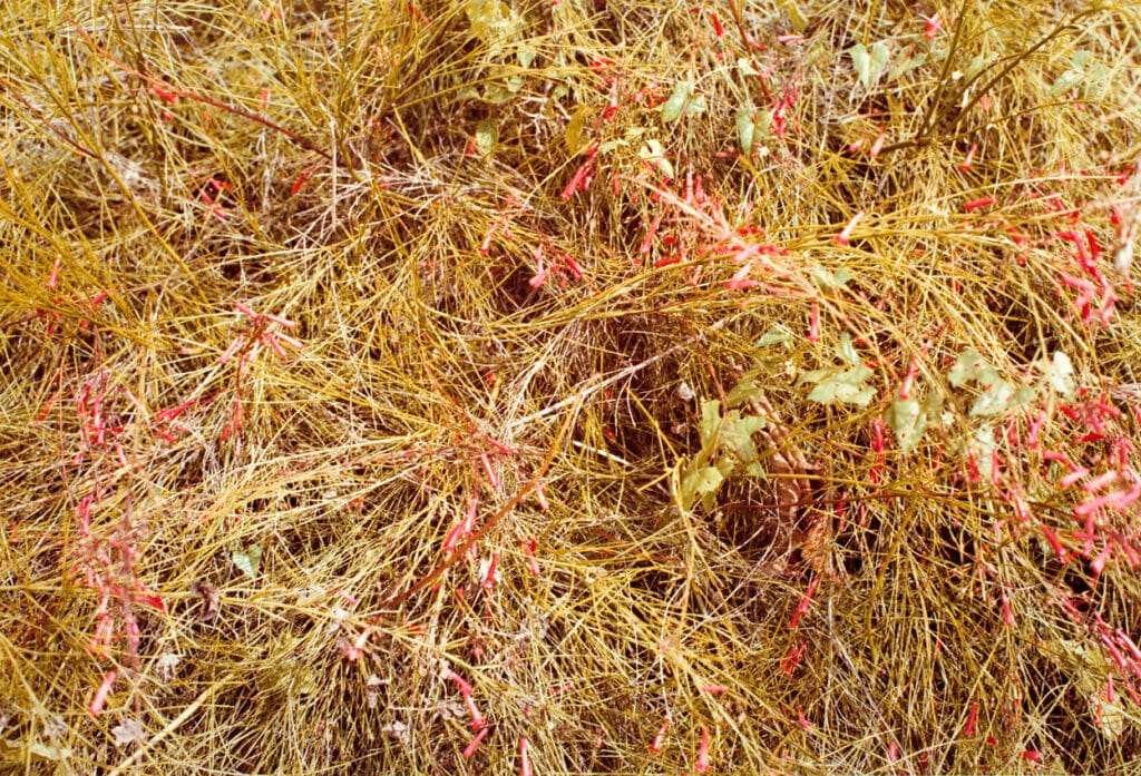 Jamaica Botanical Series. Artist: William Eggleston. Date: 1979. Medium: photograph.