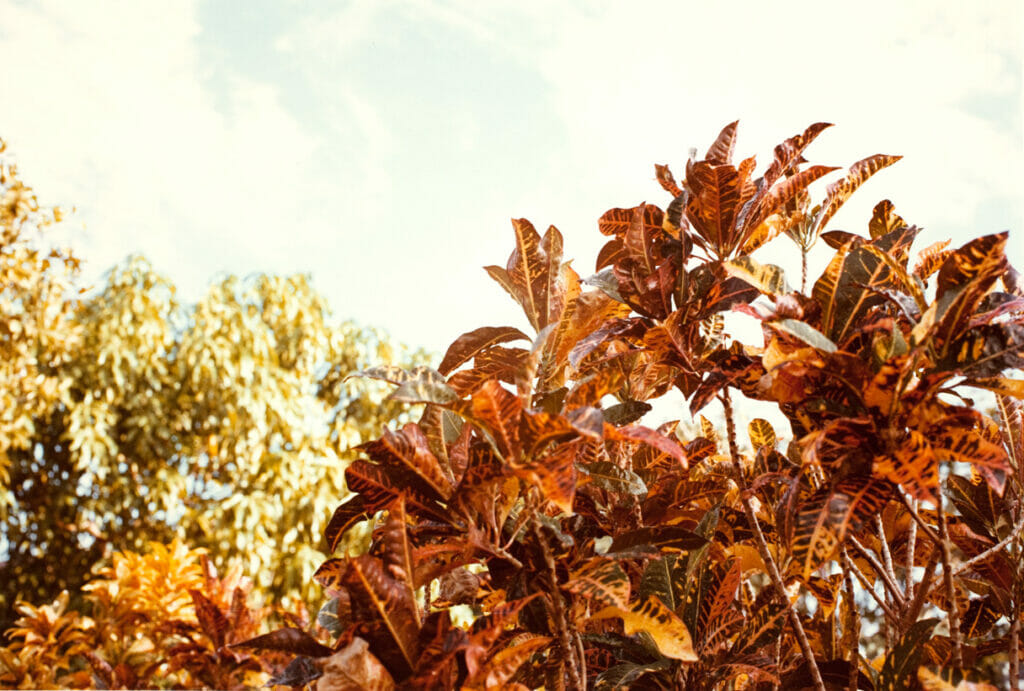 Jamaica Botanical Series. Artist: William Eggleston. Date: 1979. Medium: photograph.