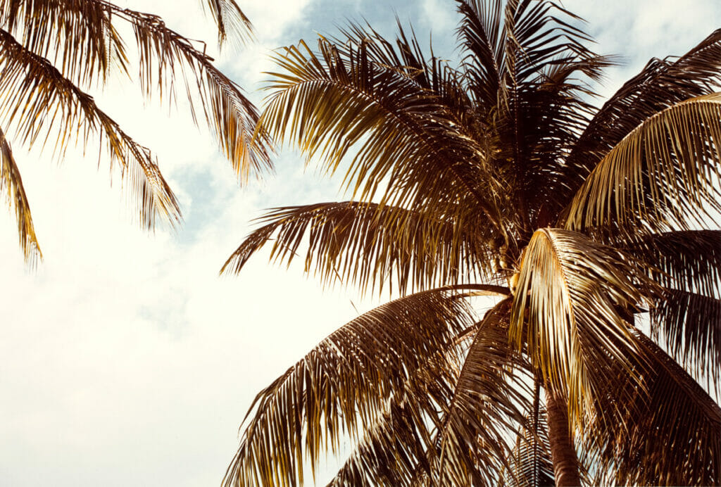Jamaica Botanical Series. Artist: William Eggleston. Date: 1979. Medium: photograph.