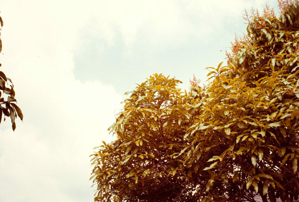 Jamaica Botanical Series. Artist: William Eggleston. Date: 1979. Medium: photograph.