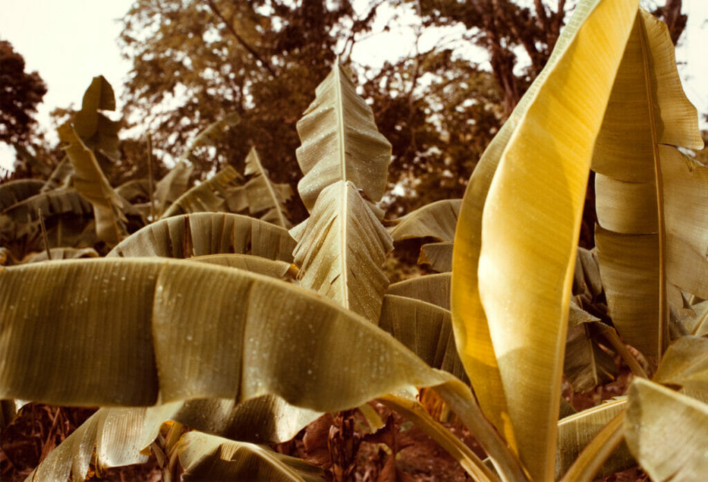 Jamaica Botanical Series. Artist: William Eggleston. Date: 1979. Medium: photograph.