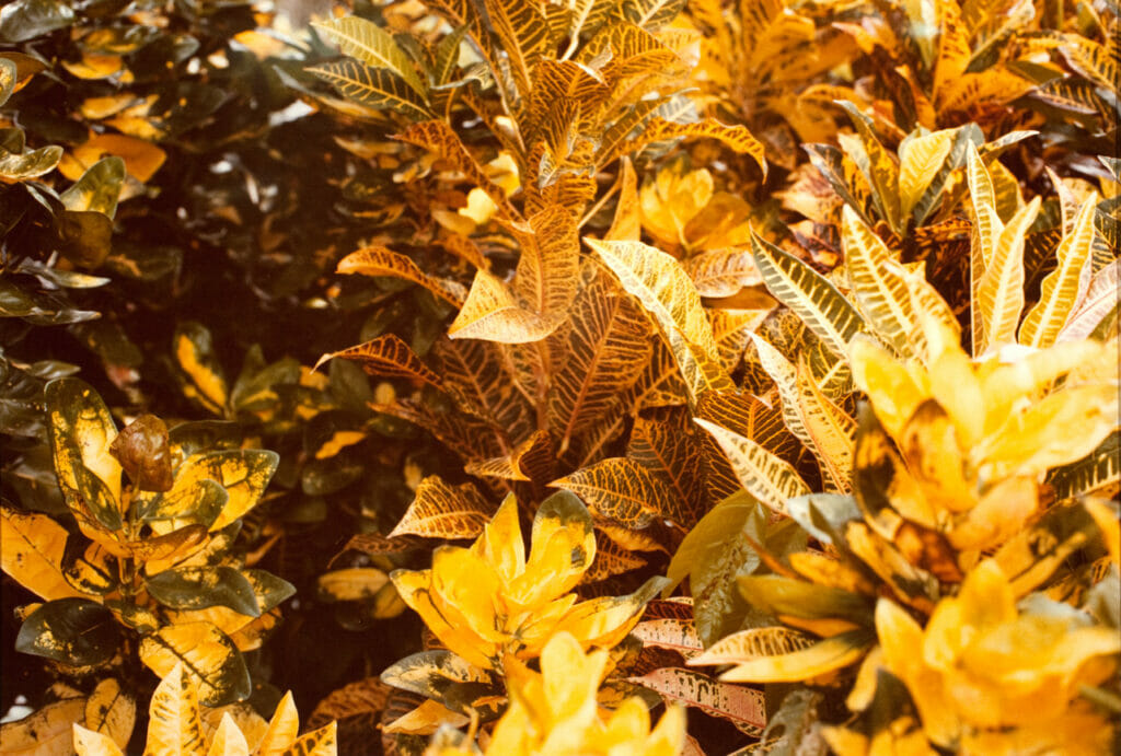 Jamaica Botanical Series. Artist: William Eggleston. Date: 1979. Medium: photograph.