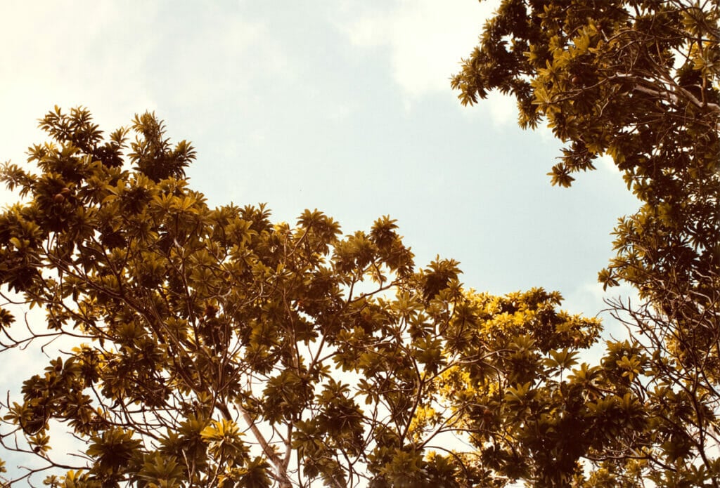 Jamaica Botanical Series. Artist: William Eggleston. Date: 1979. Medium: photograph.