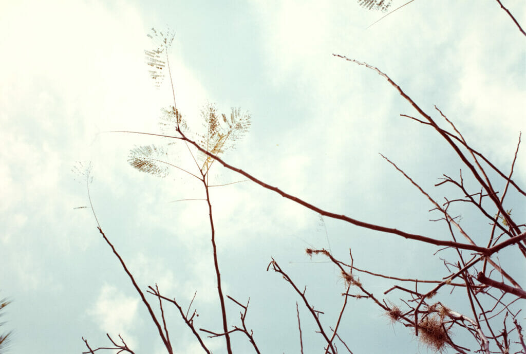Jamaica Botanical Series. Artist: William Eggleston. Date: 1979. Medium: photograph.