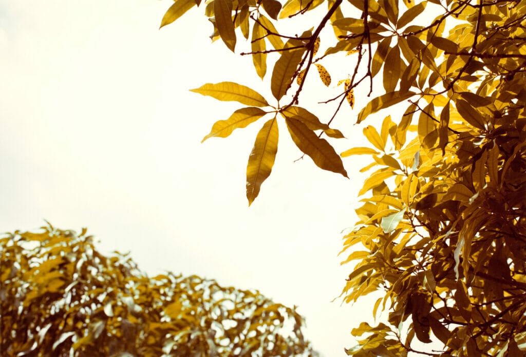 Jamaica Botanical Series. Artist: William Eggleston. Date: 1979. Medium: photograph.