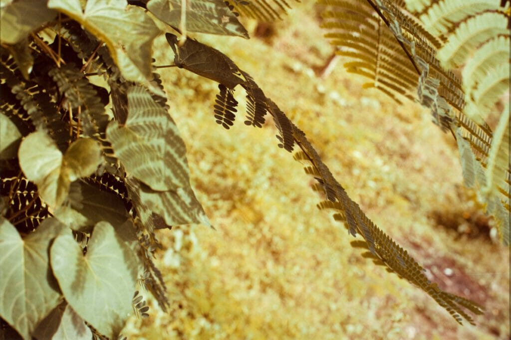 Jamaica Botanical Series. Artist: William Eggleston. Date: 1979. Medium: photograph.