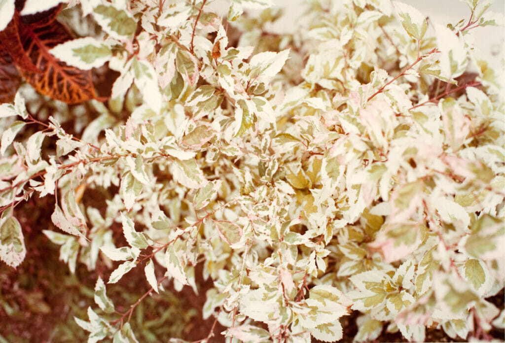 Jamaica Botanical Series. Artist: William Eggleston. Date: 1979. Medium: photograph.