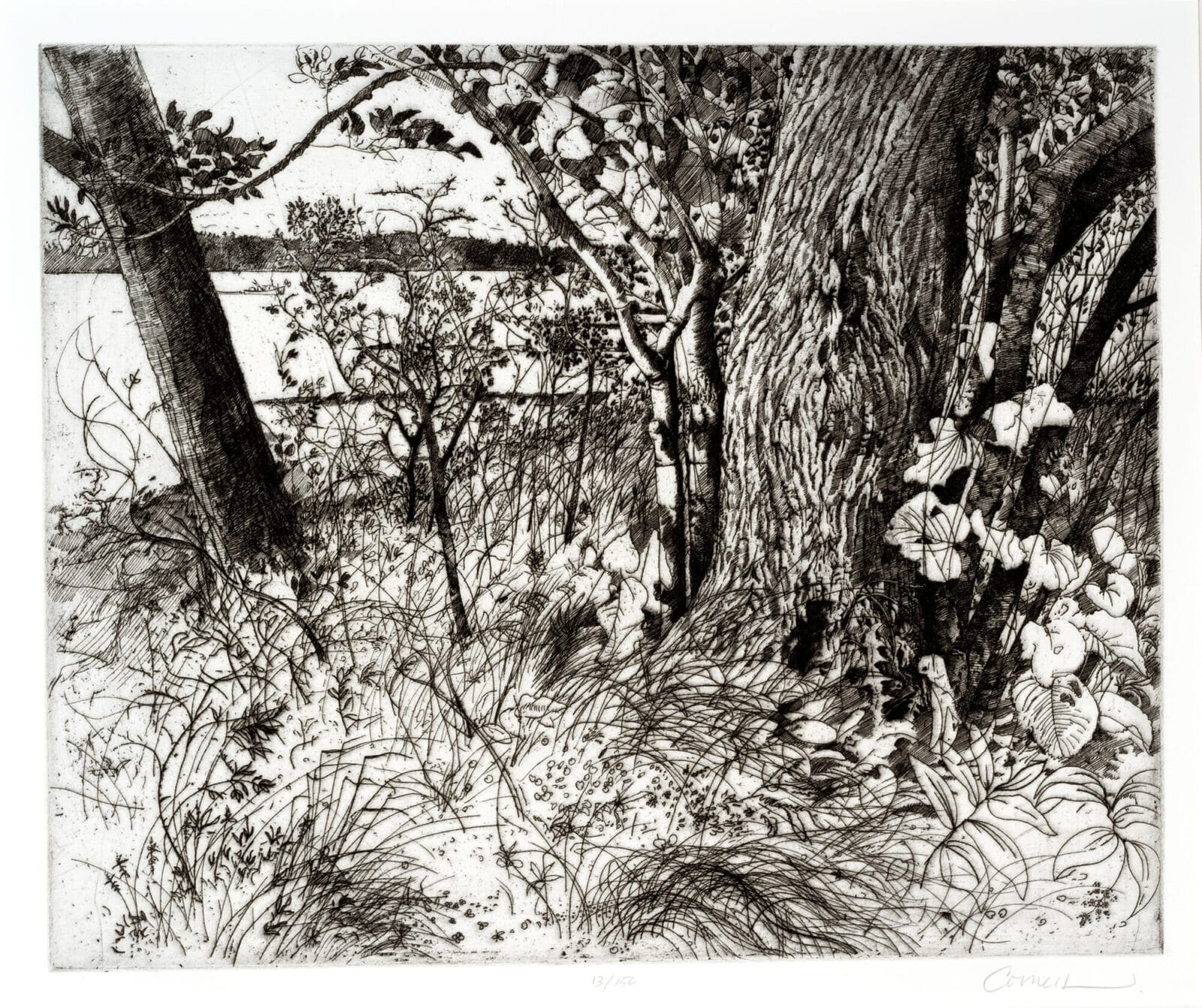 Basswood Tree. Artist: Thomas Cornell. Date: 1975. Medium: etching.