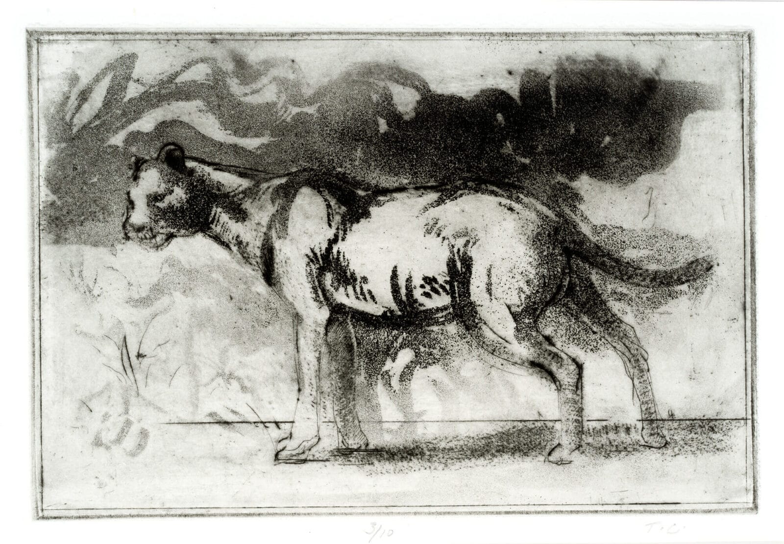 Lion. Artist: Thomas Cornell. Medium: etching and aquatint.