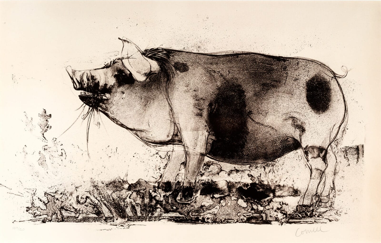 Pig 1. Artist: Thomas Cornell. Date: 1969. Medium: lithograph.