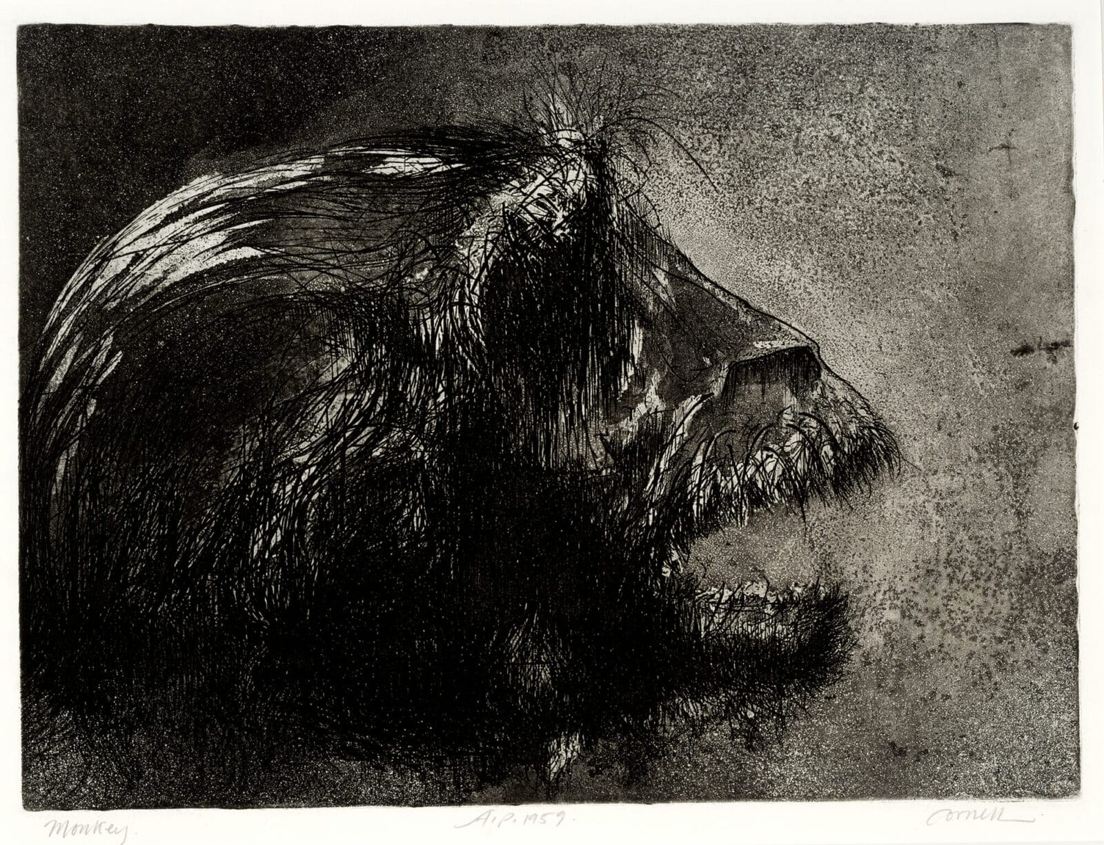 Monkey. Artist: Thomas Cornell. Date: 1959. Medium: etching.