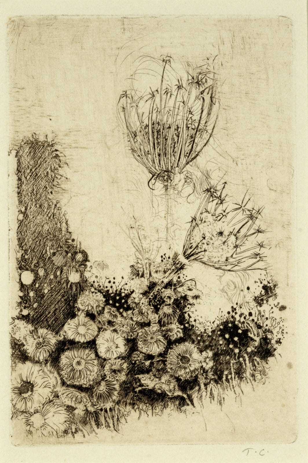 Wildflowers. Artist: Thomas Cornell. Date: 1960. Medium: etching.