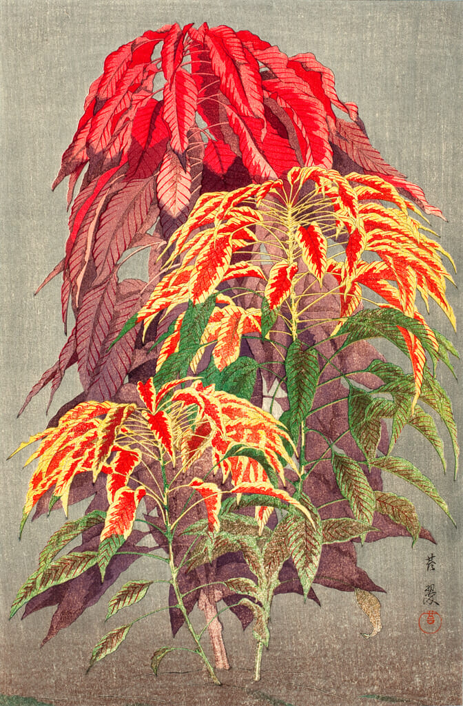 Coleus. Artist: Taisui Inuzuka. Date: 1929. Medium: woodblock.