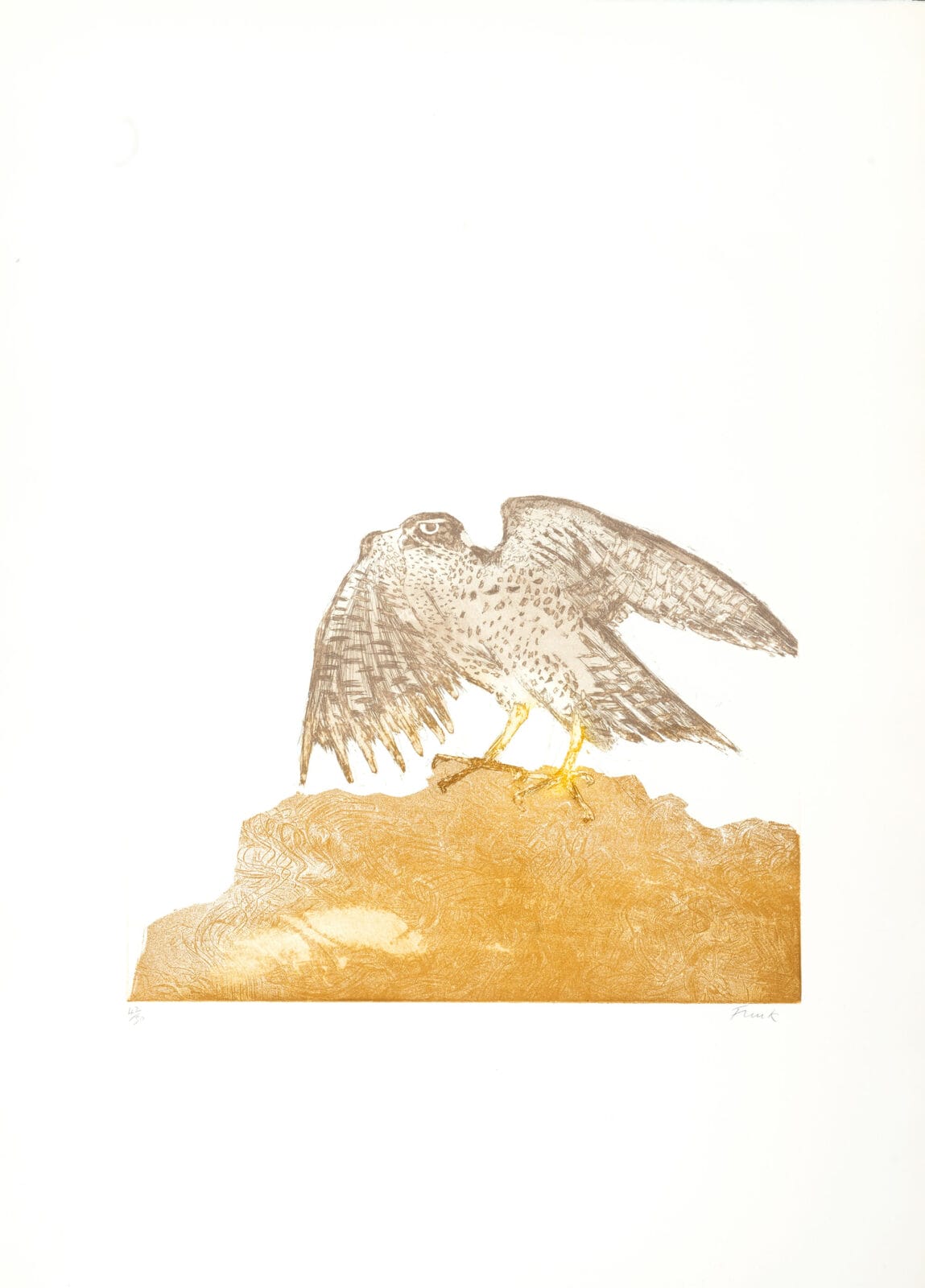 Goshawk. Artist: Elisabeth Frink, Dame. Date: 1974. Medium: etching.