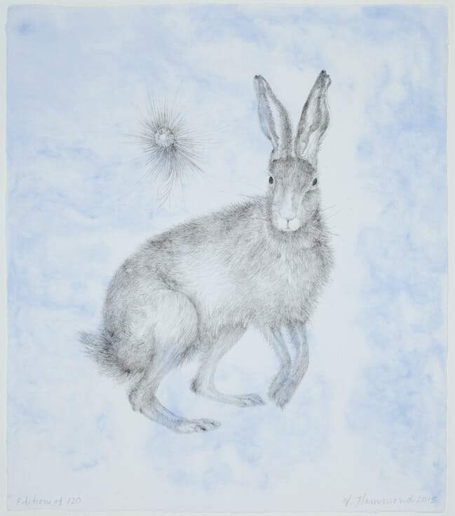 Hare. Artist: Valerie Hammond. Date: 2015. Medium: lithograph on pigmented handmade paper.