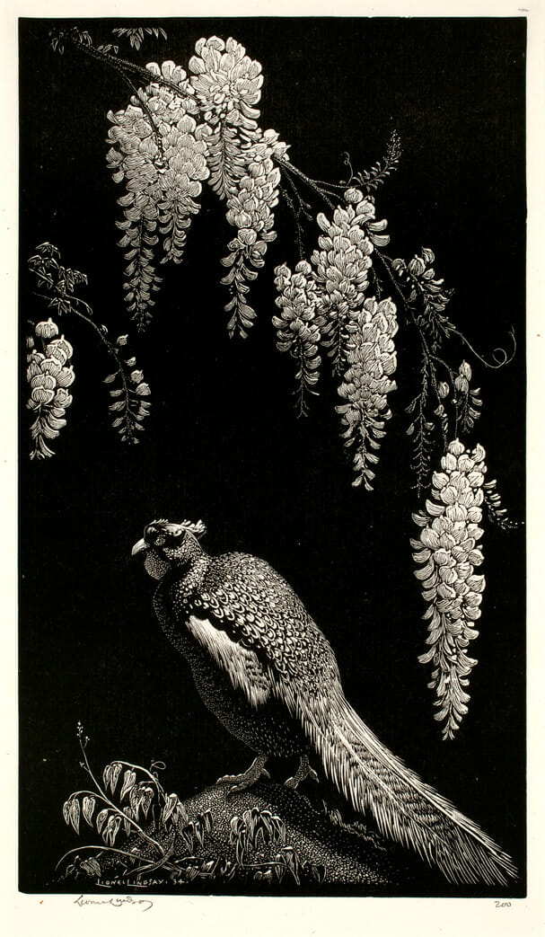 Pheasant and Wisteria. Artist: Lionel Lindsay. Date: 1934. Medium: wood engraving, block print.
