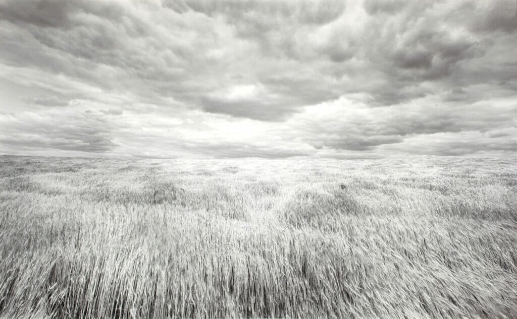 Wheatfield. Artist: Lawrence McFarland. Date: 1976. Medium: gelatin silver print.