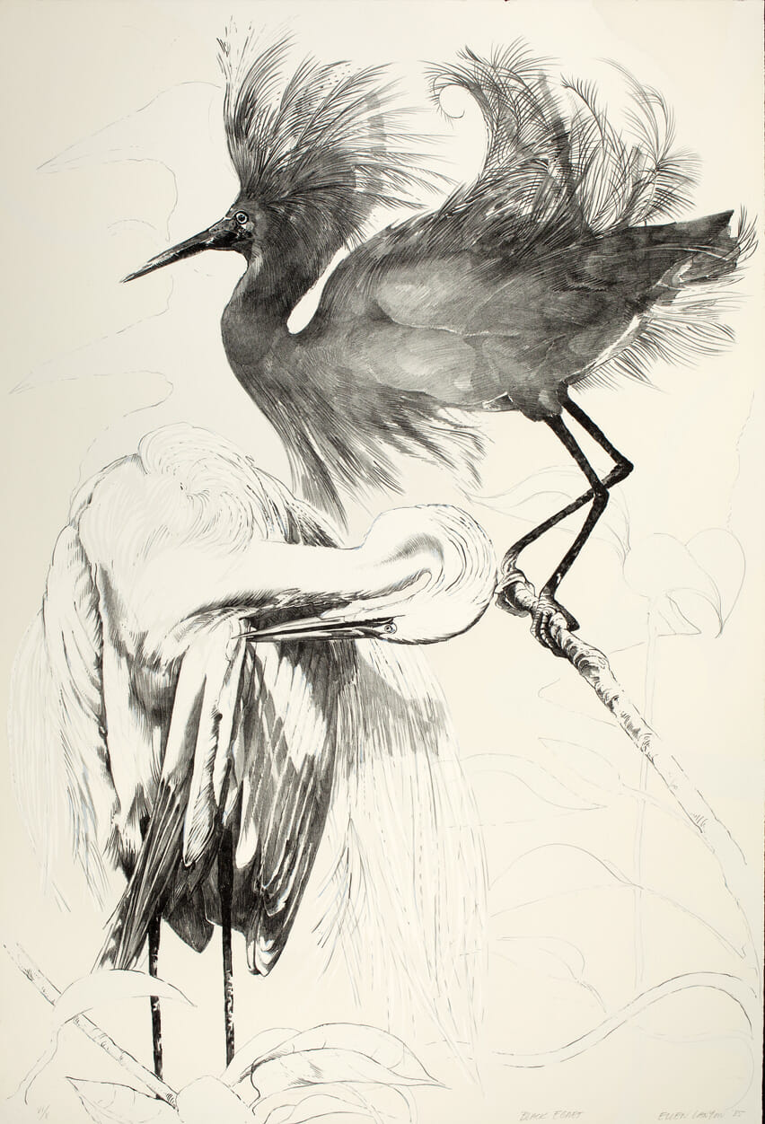 Black Egret. Artist: Ellen Lanyon. Date: 1985. Medium: lithograph.
