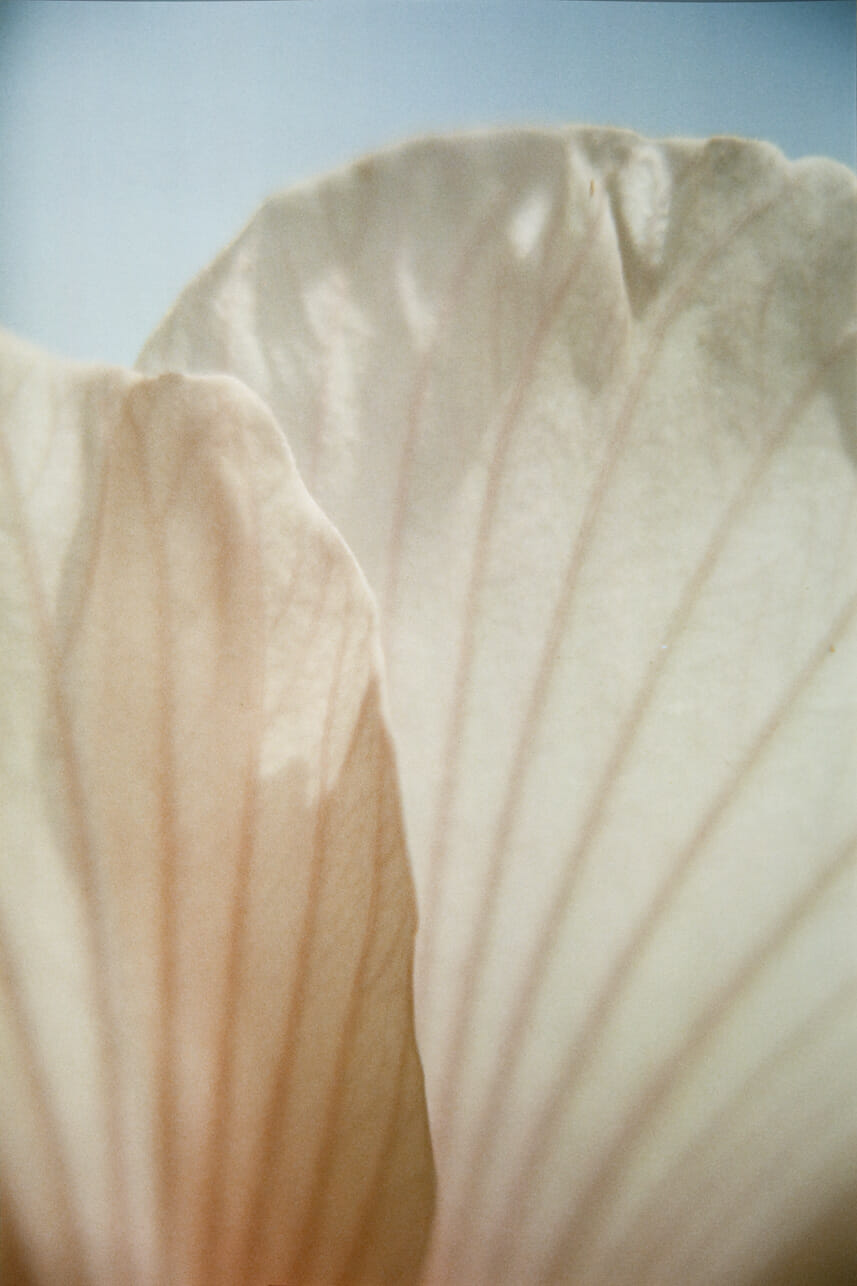 Untitled. Artist: Cate Loughran. Date: 1989. Medium: Cibachrome print.
