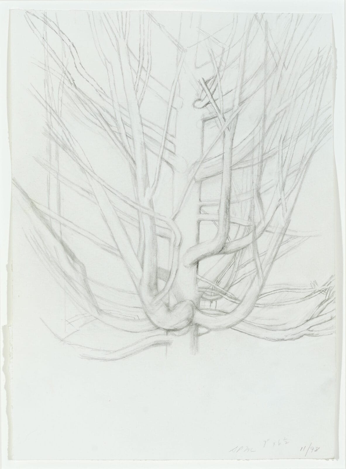 The Maple Tree 11/98. Artist: Sylvia Plimack Mangold. Date: 1998. Medium: pencil on paper.