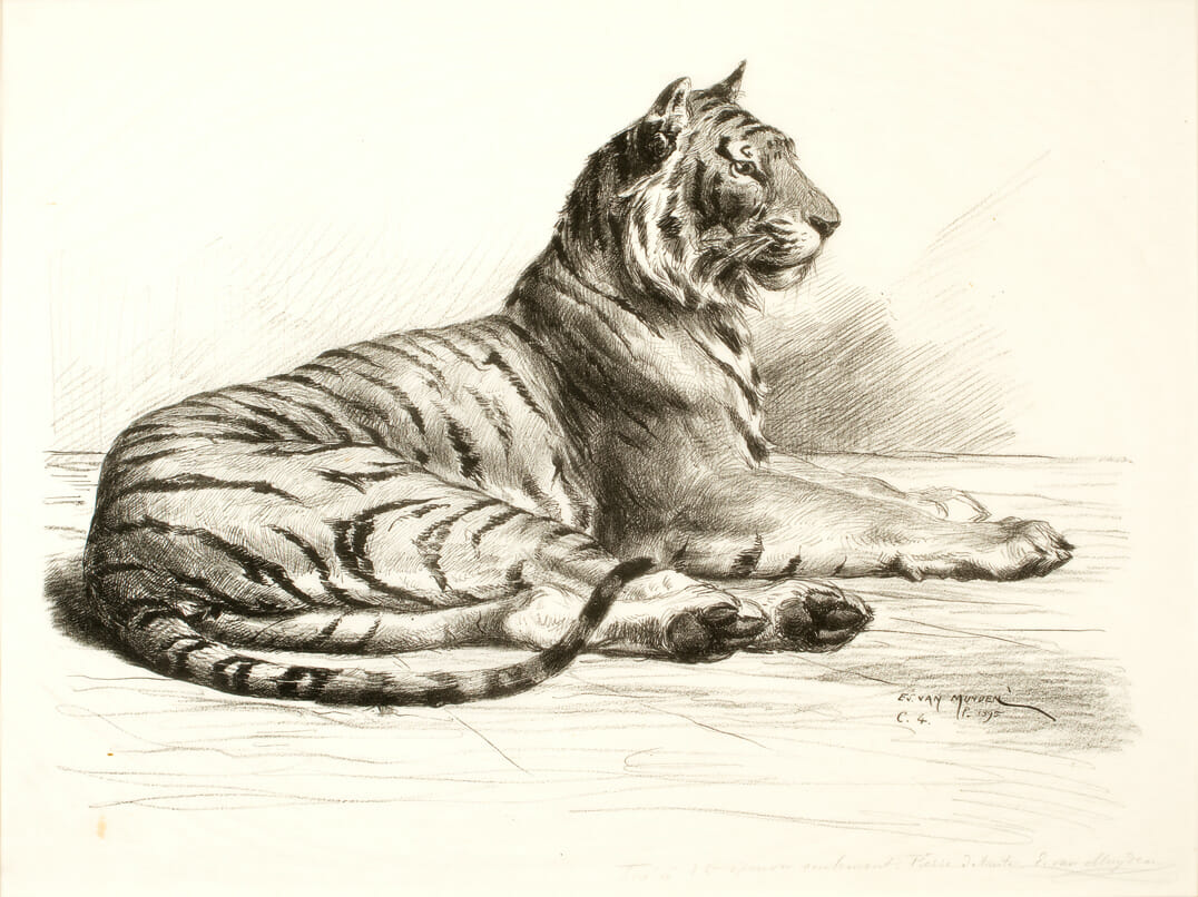 Tiger Resting