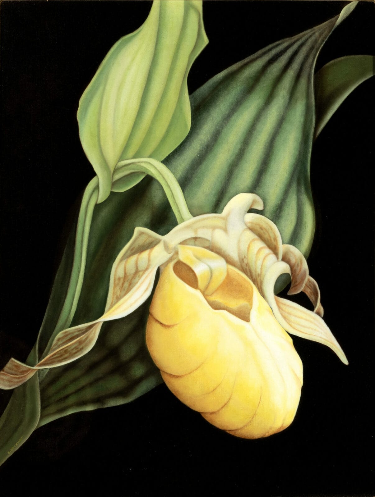 oil on canvas painting of an orchid flower called a yellow lady slipper