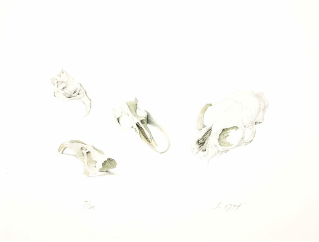 Small Mammal Skulls. Artist: John Wilde. Date: 1974. Medium: lithograph.