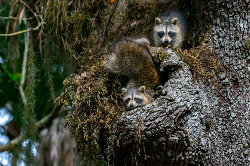 Two raccoons in a tree.