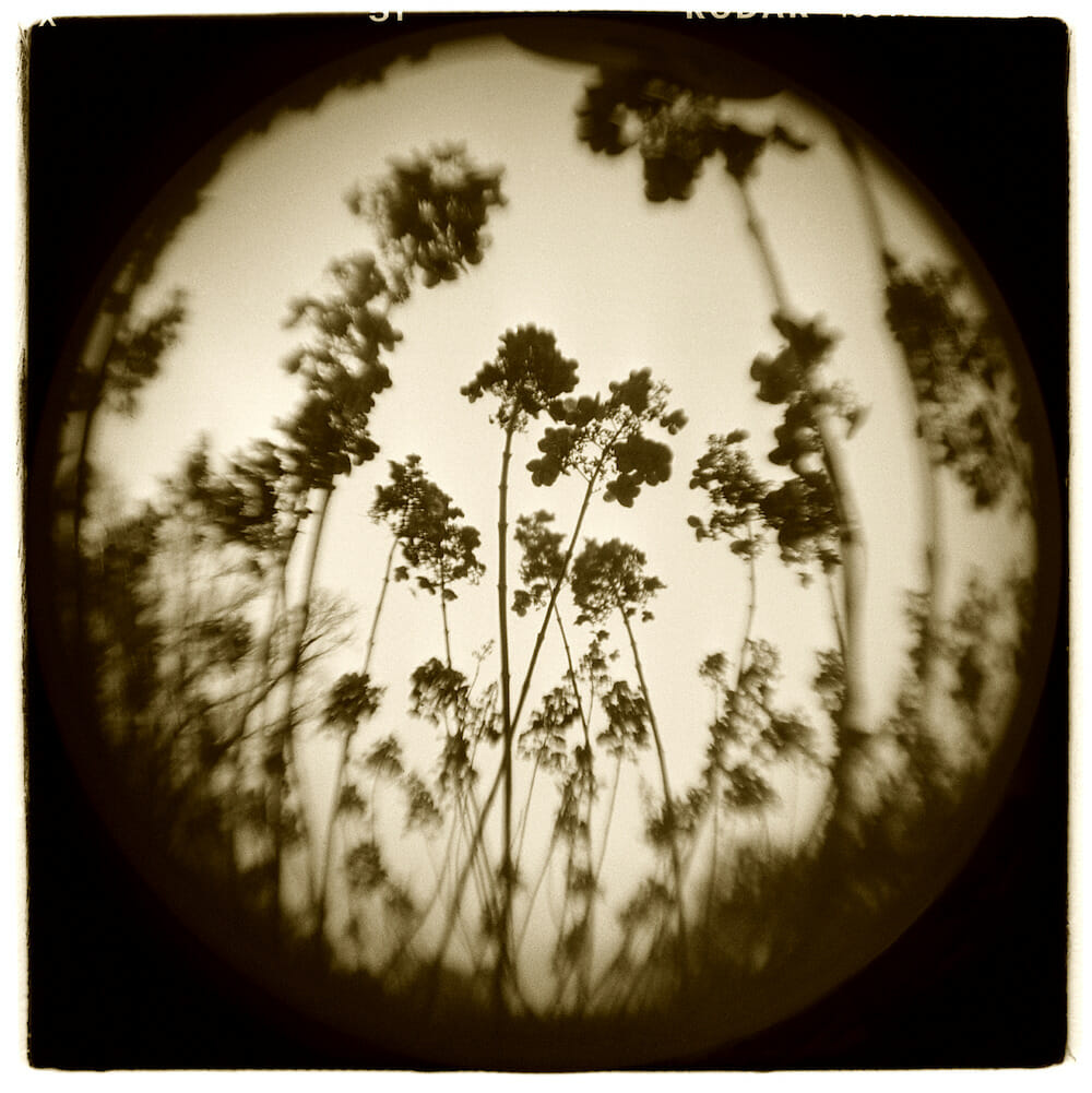 Photograph of tall plants taken by a toy camera.