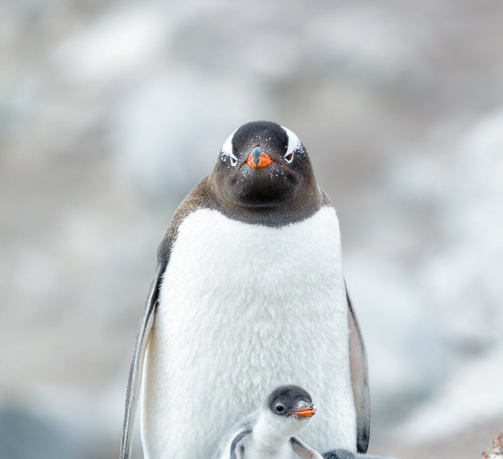 A baby penguin with its parent.