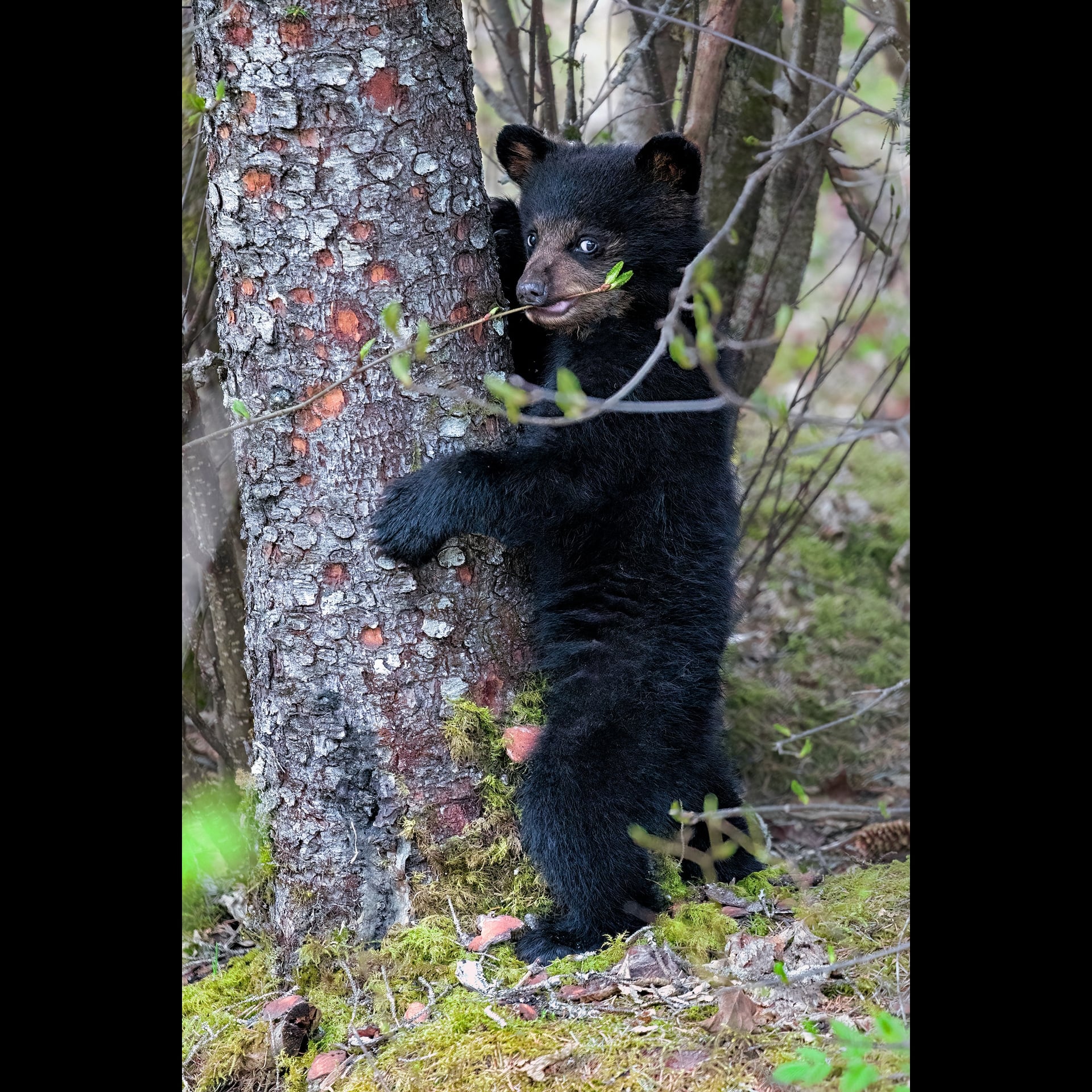 A bear holding a tree in the forest.