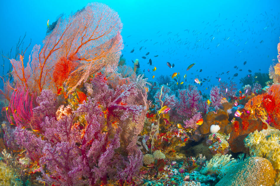 underwater reef