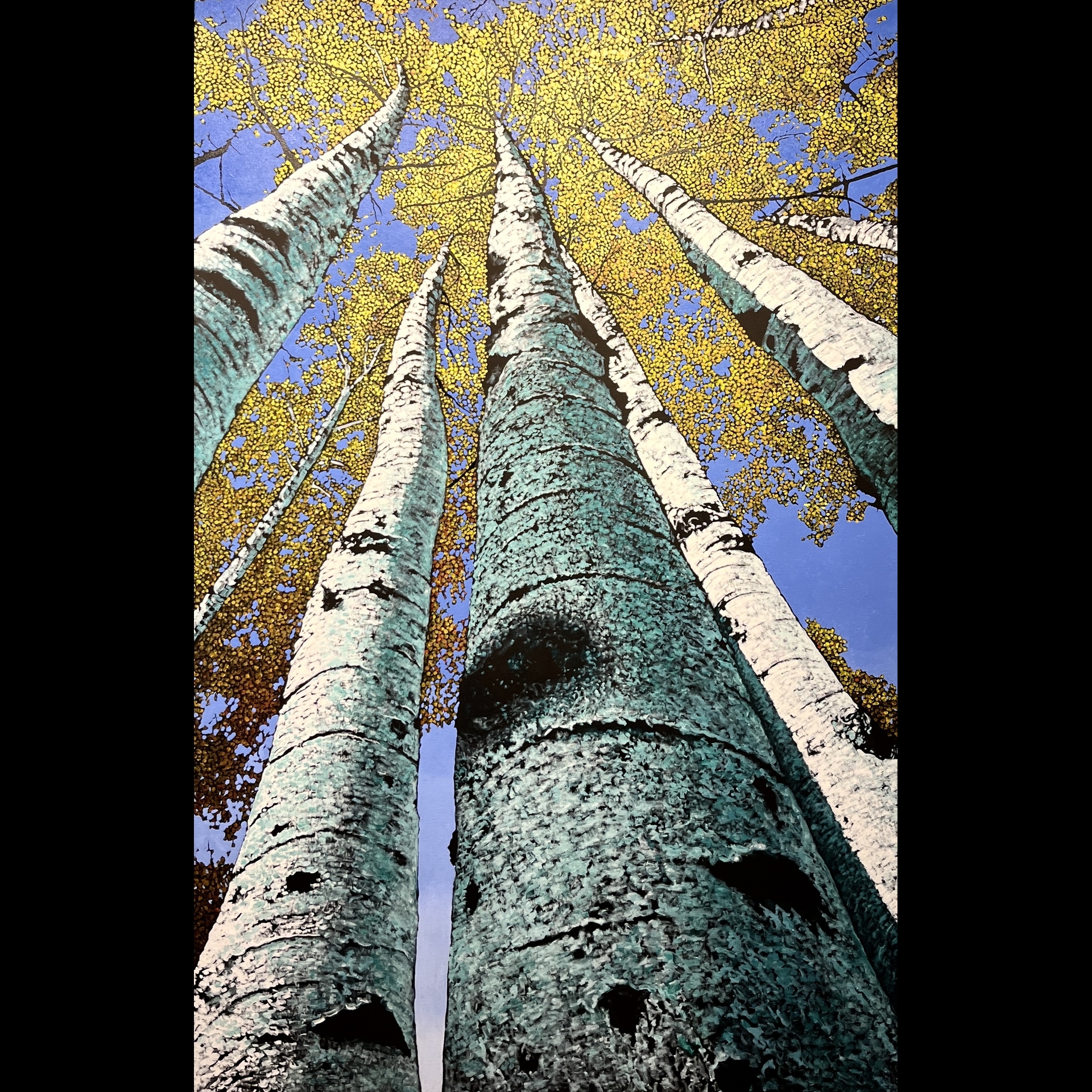 A snail's eye view of birch trees.