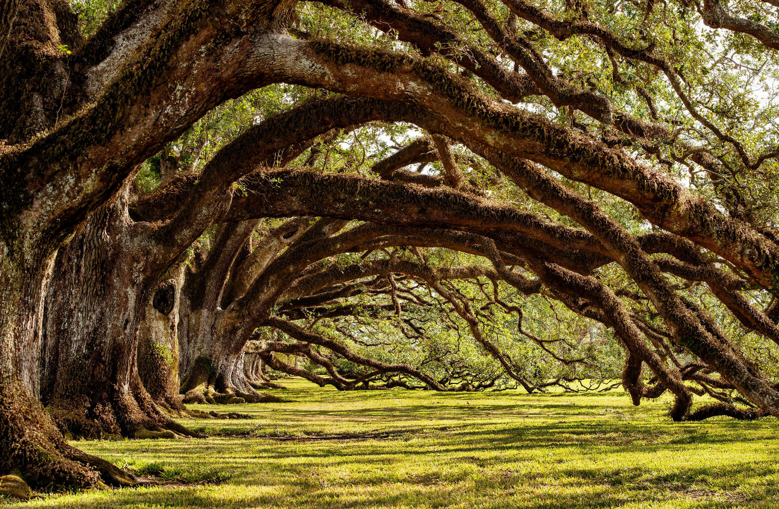 A row of live oak trees with long branches stretching across the photo.