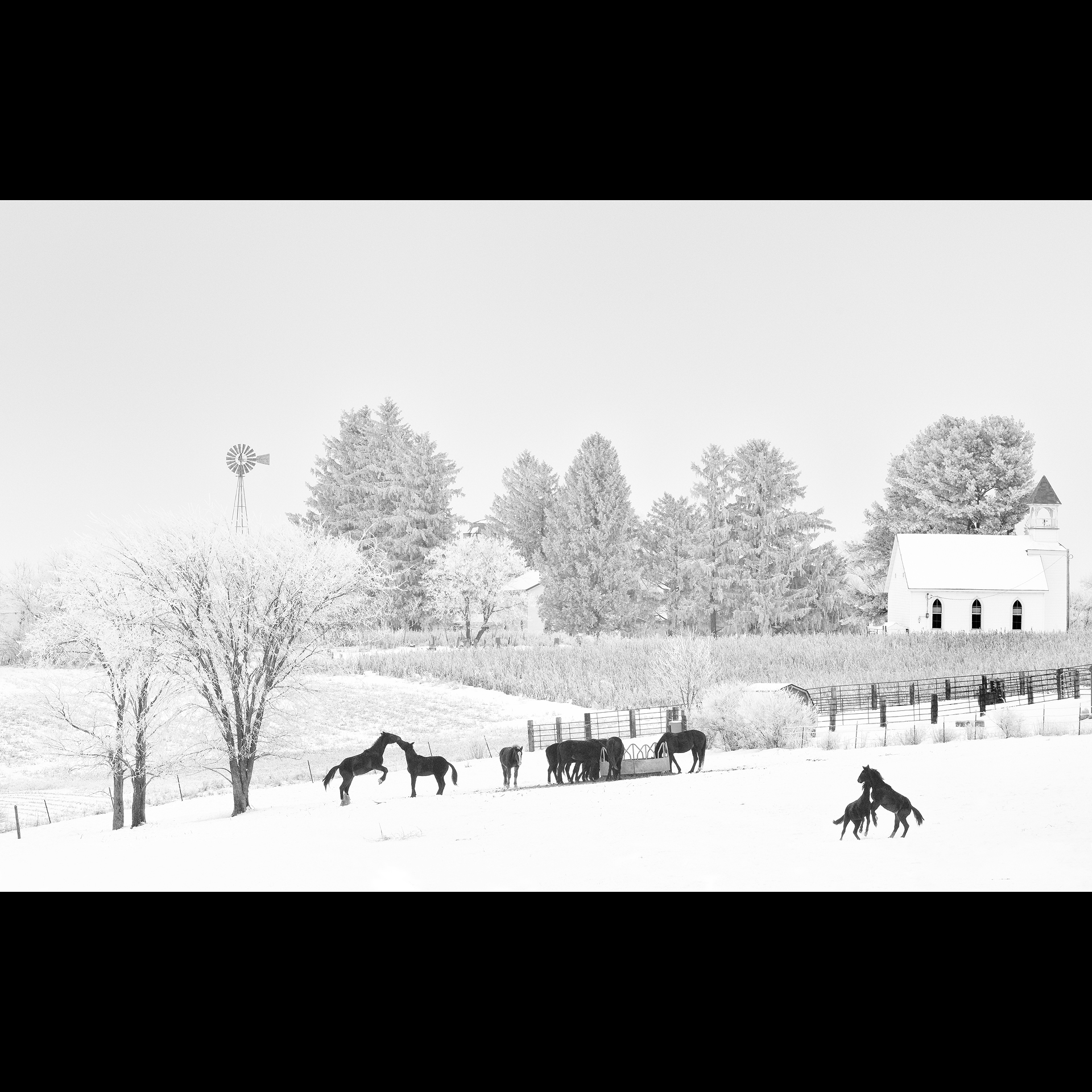 A black and white photograph of horses at a farm.