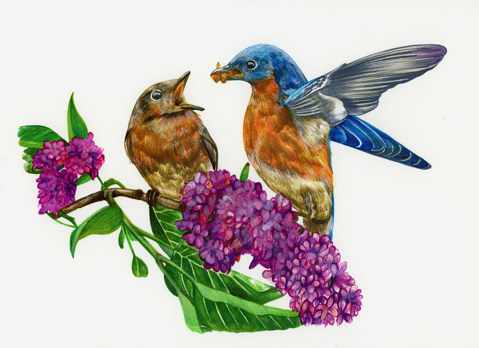Painting of two birds and flowers.