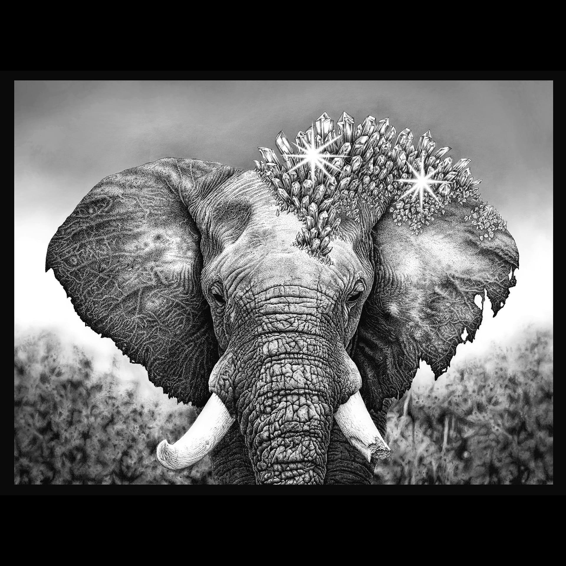 Black and white image of an elephant.