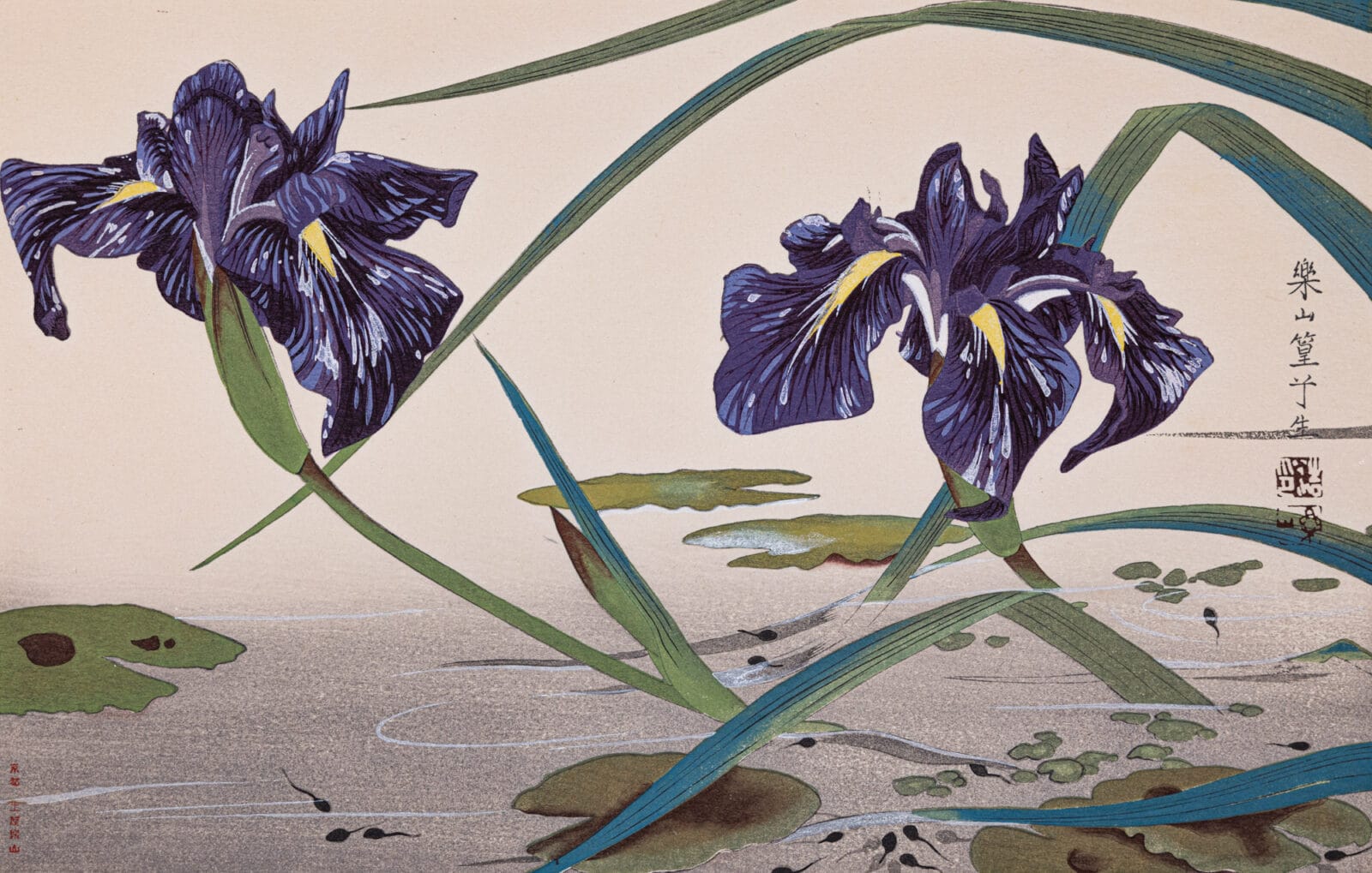 Iris. Artist: Rakuzan Tsuchiya. Medium: woodblock.
