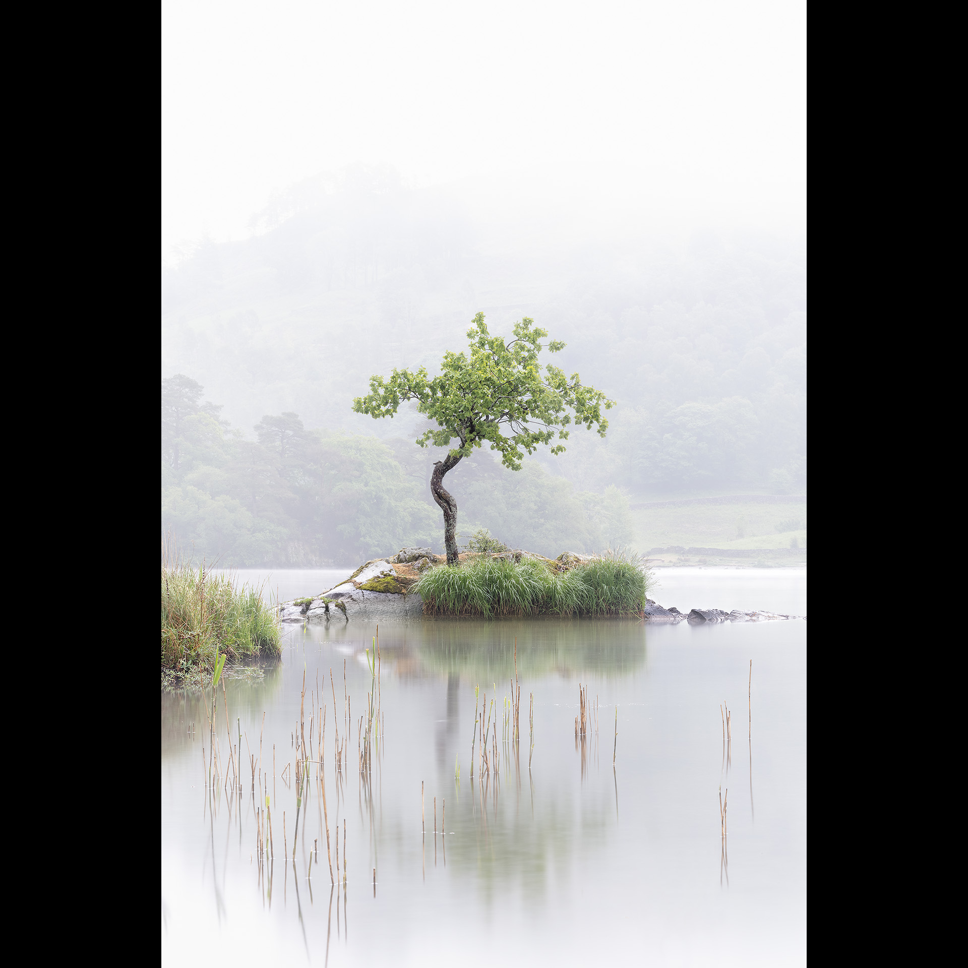 A tree on a small island in water.