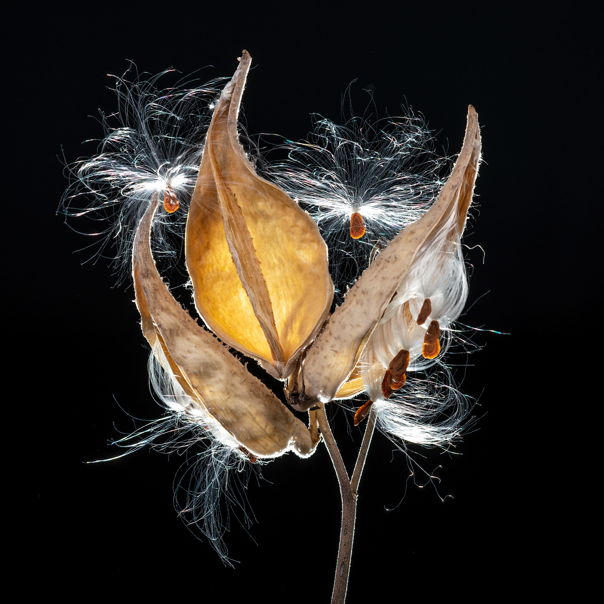 A close up of a dried out plant with fuzz.